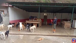 Devrek ‘te Başıboş Hayvanlar Barınağa Yerleştirildi Devrek ’te gruplar halinde