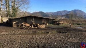 Geyiği Çalıp kesmişlerdi Şimdi Onlara Rekor Ceza Kesildi Zonguldak ’ın