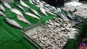 İstavritin 40-50 liraya satıldığını ömrümüzde hiç görmedik Kozlu Su Ürünleri