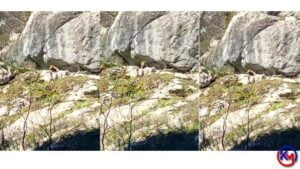 Kış Uykusundan Uyanan Ayı Cep Telefonuyla Görüntülendi Bartın ’ın Ulus