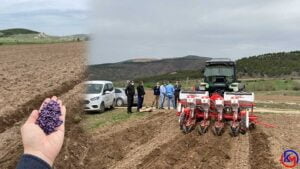 Eskipazar ’da 350 Dekarlık Atıl Araziye İlk Defa Ayçiçek Ekildi