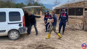 Karabük ’ün Safranbolu ilçesindeki Köylerden Hayvan Çalan Şüpheli Tutuklandı Safranbolu
