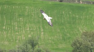 Bir Özgürlük Şarkısı Fısıldar Kanatlarım Sonsuzluğa Şükrederek Mısır akbabası Atmacagiller