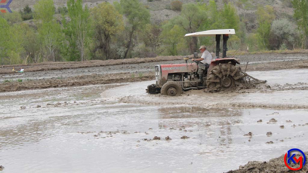 Lezzeti Coğrafi İşaretle Tescillenen Tosya Pirincinin 120 Günlük Maratonu Başladı