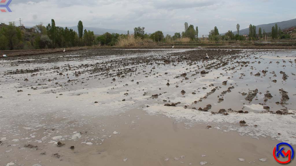 Lezzeti Coğrafi İşaretle Tescillenen Tosya Pirincinin 120 Günlük Maratonu Başladı