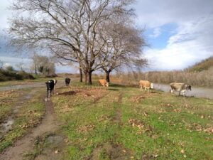 ZONGULDAK’IN ÇAYCUMA İLÇESİNDE YOĞUN YAĞIŞ SONRASI FİLYOS IRMAĞI’NIN SU SEVİYESİNİN