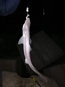 DEVREKLİ BALIKÇININ OLTASINA ÇİNAKOP YERİNE KÖPEK BALIĞI YAVRUSU TAKILDI