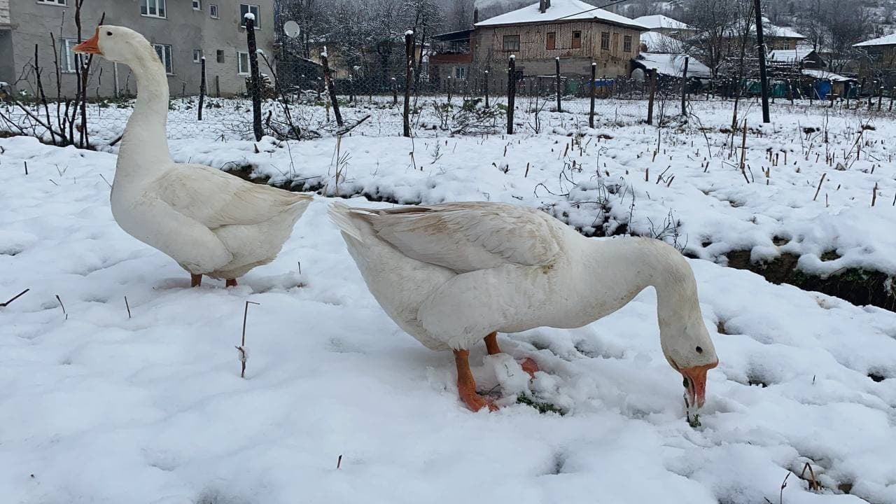 BARTIN’IN YÜKSEK KESİMLERİNDE KAR YAĞIŞI ETKİLİ OLMAYA DEVAM EDİYOR.