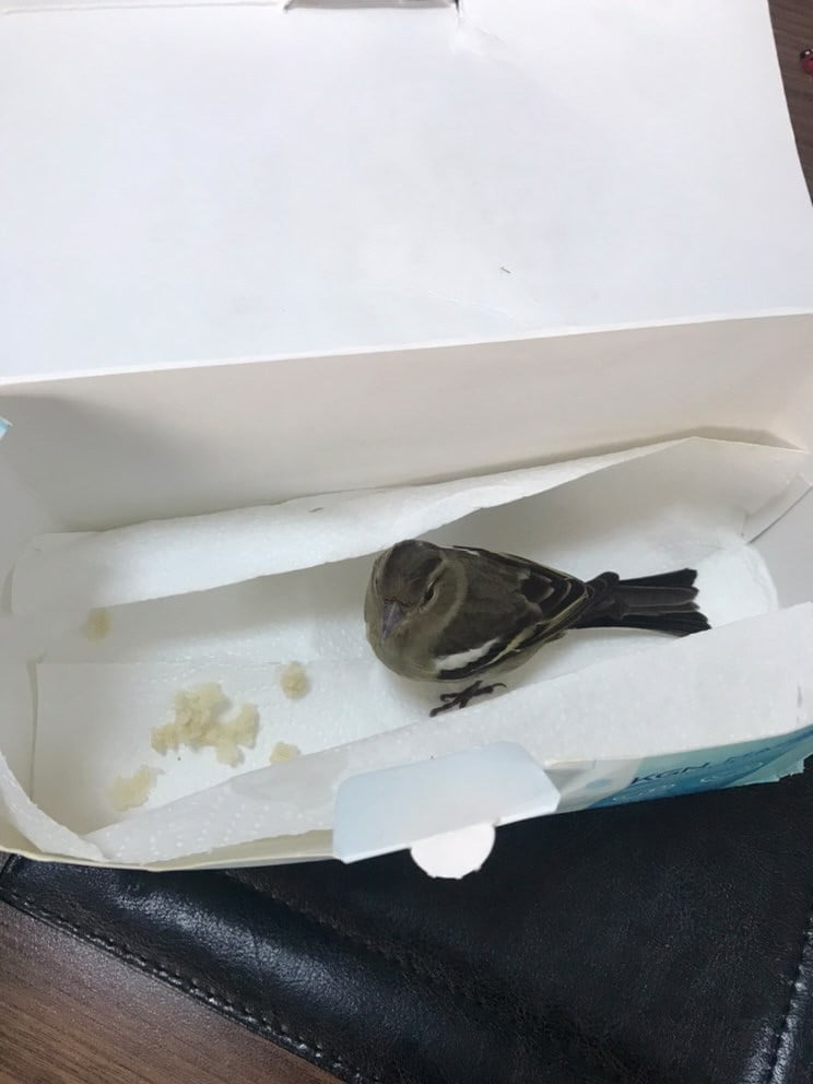 ZONGULDAK’IN KOZLU İLÇESİNDE KAYMAKAMLIK BİNASINA ÇARPARAK YARALANAN KUŞUN YARDIMINA POLİS