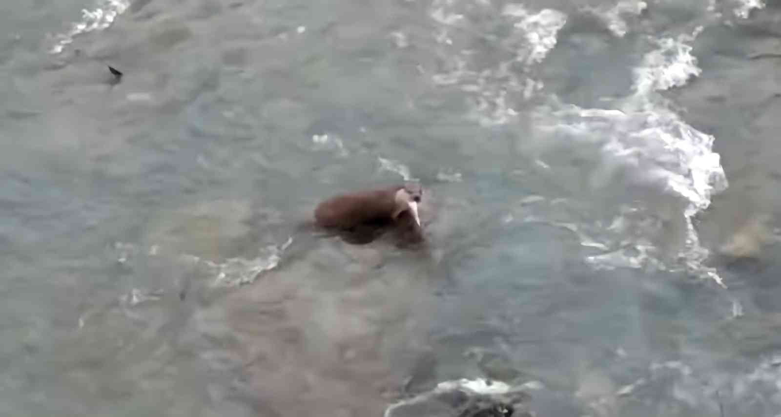 ZONGULDAK’IN DEVREK  İLÇESİNDE 'NESLİ TEHDİDE YAKIN’ KATEGORİSİNDE OLAN 