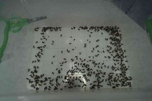 ORMAN GENEL MÜDÜRLÜĞÜ, KARADENİZ BÖLGESİNDE KESTANE AĞAÇLARINI VERİMSİZLEŞTİREN VE YOK