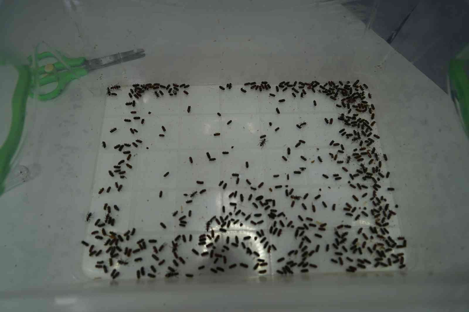 ORMAN GENEL MÜDÜRLÜĞÜ, KARADENİZ BÖLGESİNDE KESTANE AĞAÇLARINI VERİMSİZLEŞTİREN VE YOK