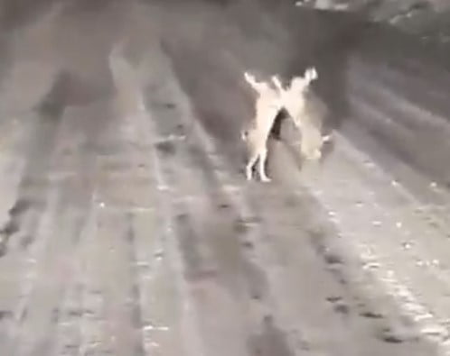 KASTAMONU’NUN AZDAVAY İLÇESİNDE KARLI KAPLI YOLDA -15 DERECE SOĞUĞA RAĞMEN