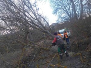 TOSYA’DA ŞİDDETLİ RÜZGAR AĞAÇLARI DEVİRDİ