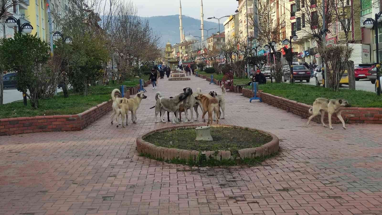 TOSYA’DA YASAKLI 6 CİNS KÖPEK IRKINDAN 17’Sİ KAYIT ALTINA ALINDI