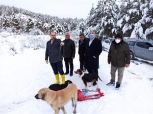 TOSYA KAYMAKAMI SOKA HAYVANLARINI UNUTMADI