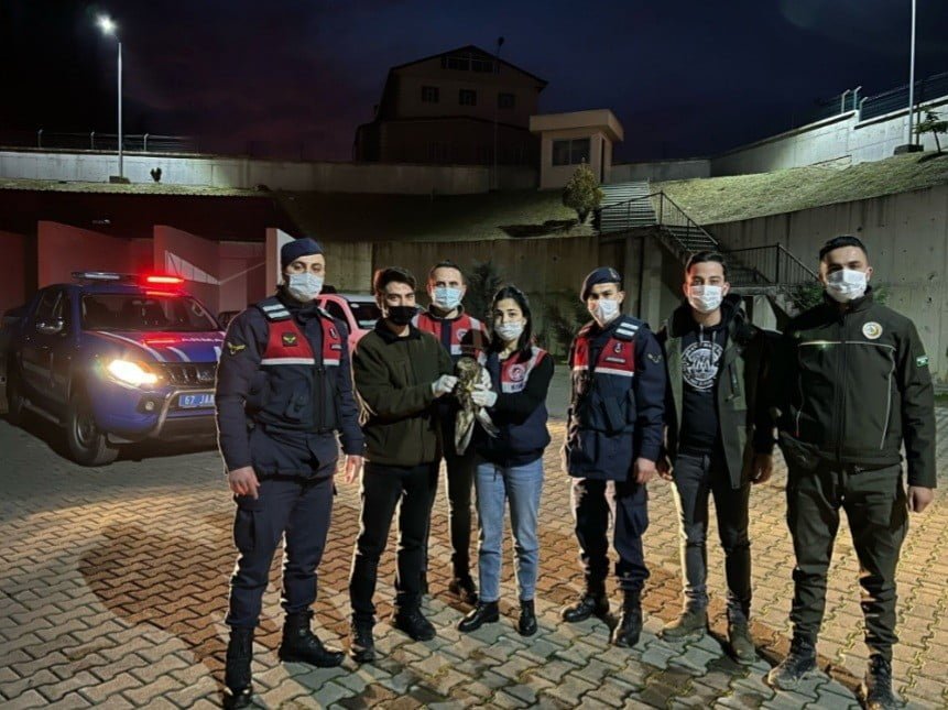 ZONGULDAK’IN EREĞLİ İLÇESİNDE JANDARMA EKİPLERİNİN YOLDA KANADI KIRILMIŞ HALDE BULDUĞU