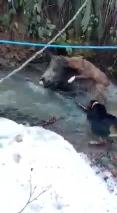 ZONGULDAK’IN DEVREK İLÇESİ AHMETOĞLU KÖYÜ’NDE AVCILAR DOMUZ AVINA ÇIKTI. DERE