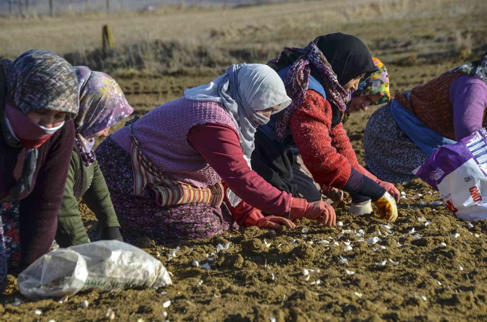 DÜNYADA EN KALİTELİSİ KASTAMONU'NUN TAŞKÖPRÜ İLÇESİNDE YETİŞEN VE BÖLGE HALKININ