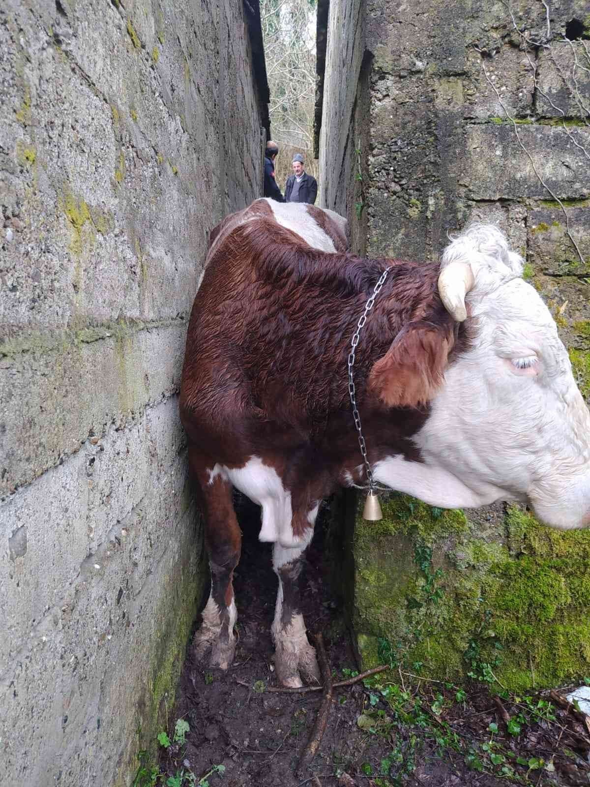 ZONGULDAK’IN ÇAYCUMA İLÇESİNDE EVLE KÖMÜRLÜK ARASINDAKİ DUVARA SIKIŞAN İNEĞİ İTFAİYE