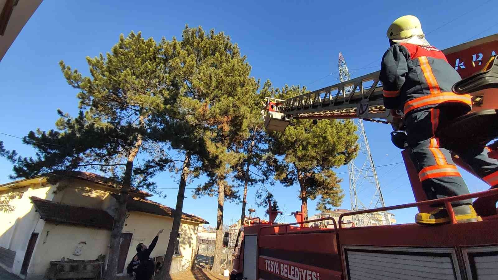 KASTAMONU'NUN TOSYA İLÇESİNDE SAHİBİNDEN KAÇAN PAPAĞANI YAKALAMAK İÇİN İTFAİYE EKİPLERİ