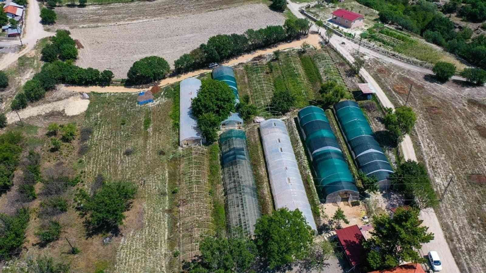 KARABÜK’ÜN SAFRANBOLU İLÇESİNDE BELEDİYEYE AİT SERADA 1 YILDA 130 BİNE