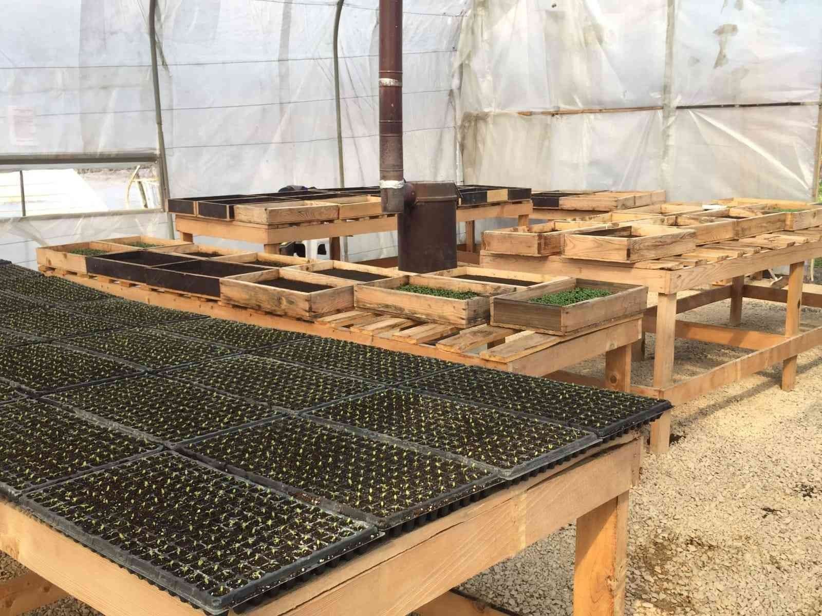 KARABÜK’ÜN SAFRANBOLU İLÇESİNDE BELEDİYEYE AİT SERADA 55 BİN YAZLIK ÇİÇEK