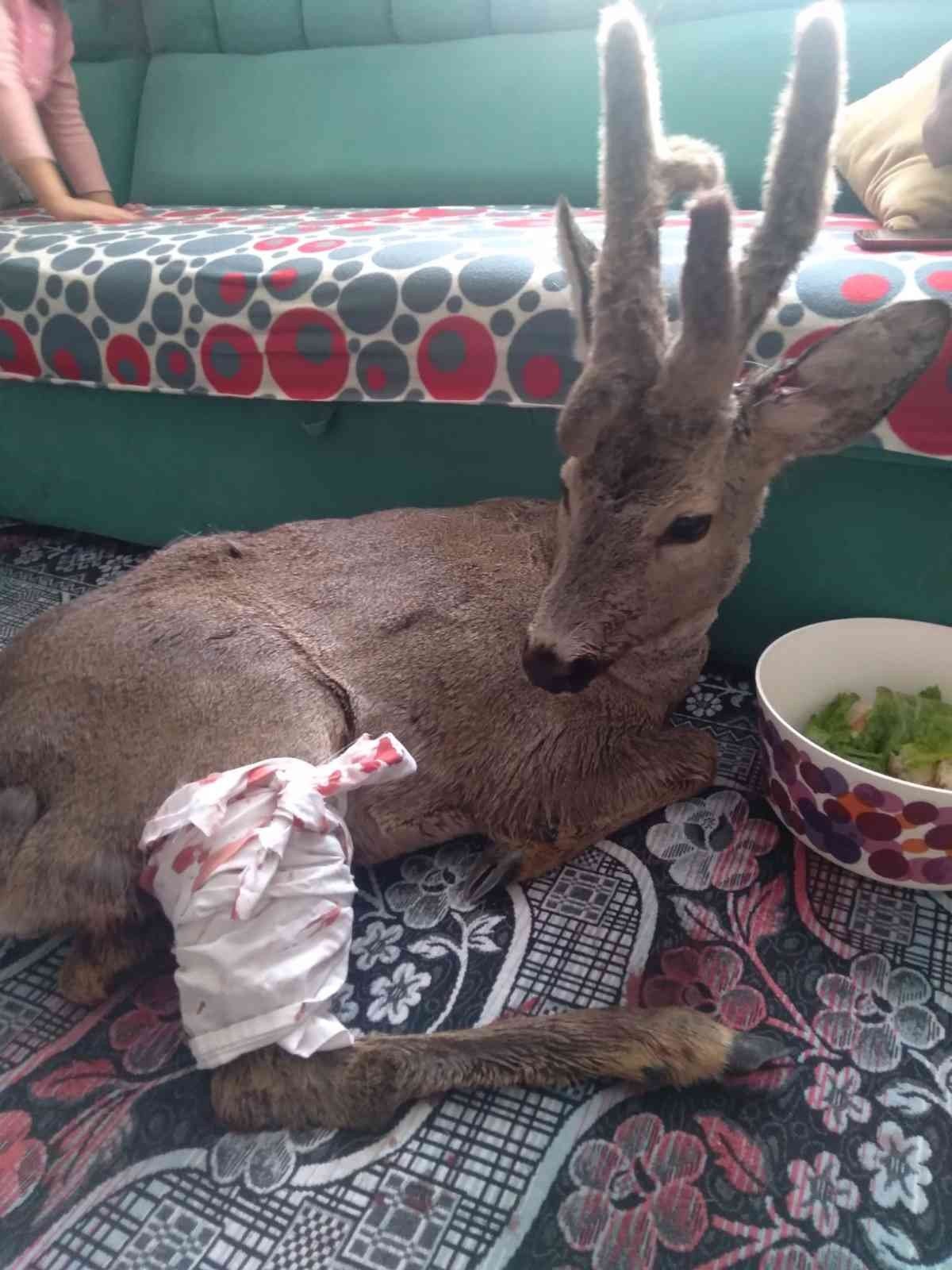 BARTIN’DA DERE KENARINDA BULDUĞU YARALI KARACAYI KUCAĞINA ALIP EVİNE KADAR