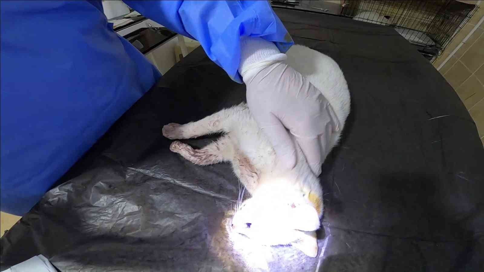 KARABÜK'ÜN SAFRANBOLU İLÇESİNDE ARABANIN ÇARPTIĞI HAMİLE SAHİPSİZ KEDİ AMELİYAT EDİLEREK