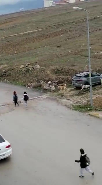 KARABÜK’ÜN SAFRANBOLU İLÇESİNDE BAŞIBOŞ SOKAK KÖPEKLERİ TEHLİKE OLUŞTURURKEN ÖĞRENCİLERİN KORKUSU