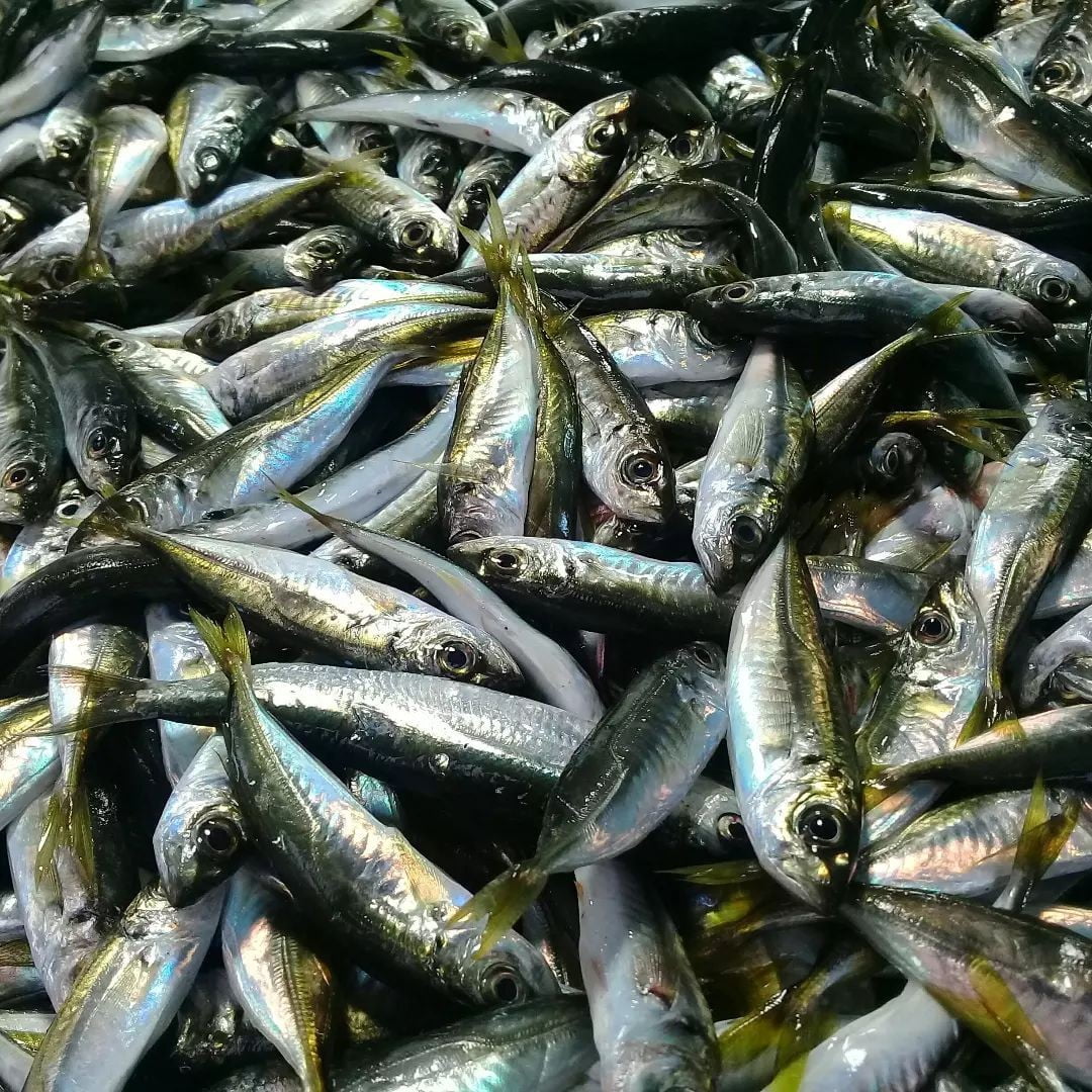 KASTAMONU'NUN İNEBOLU İNEBOLU İLÇESİNDE HAMSİNİN TÜKENMESİYLE BALIKÇI TEZGAHLARINI İSTAVRİT VE