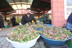 KASTAMONU'NUN İNEBOLU İLÇESİNDE YÜKSEK KESİMLERDE TOPLANAN VE BAHARIN MÜJDECİSİ OLARAK