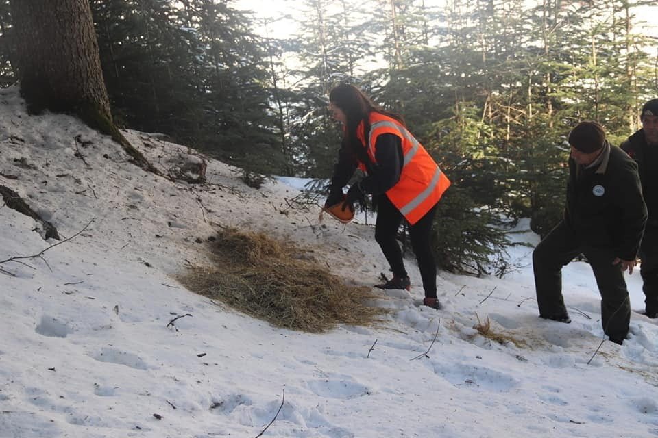 KASTAMONU’NUN DADAY İLÇESİNDE ETKİLİ OLAN KAR YAĞIŞI SEBEBİYLE YİYECEK BULMAKTA