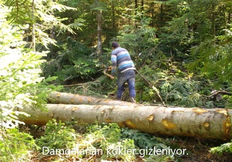 BARTIN'DA ORMANDA KAÇAK YOLLA KESİLEN AĞAÇLARA SAHTE DAMGA BASAN İKİ