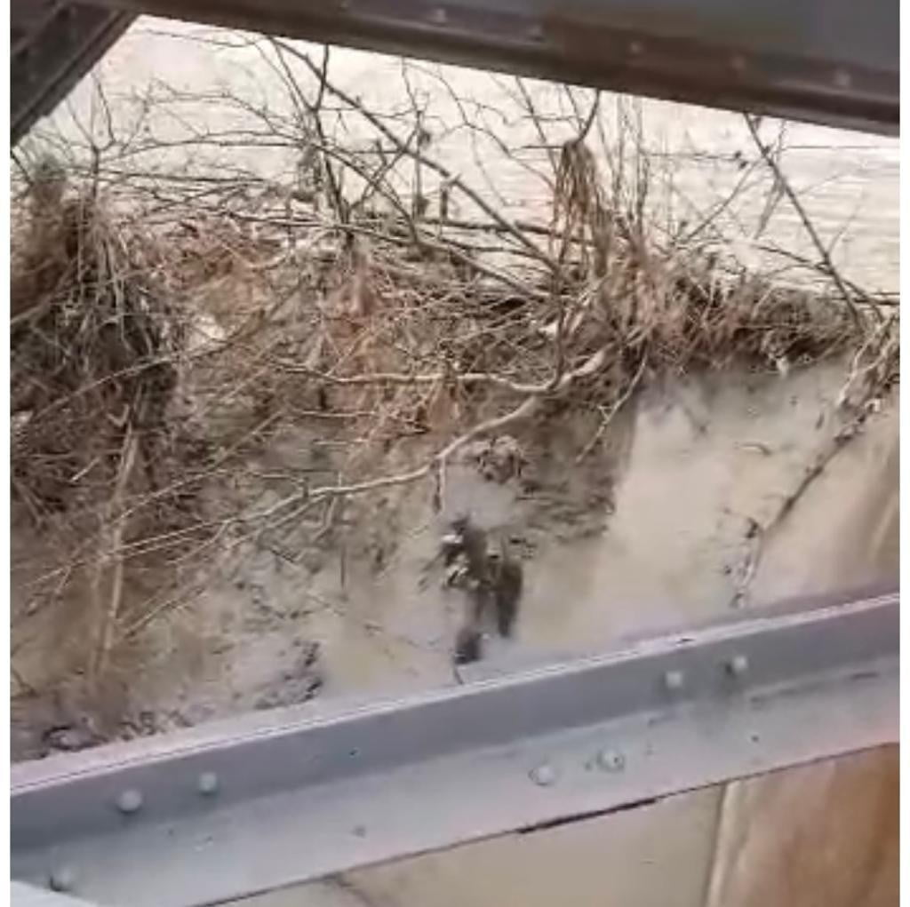 ZONGULDAK’IN ÇAYCUMA İLÇESİNDE NESLİ TÜKENME TEHLİKESİ ALTINDA OLAN BİR SÜRÜ SU
