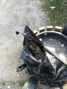 ZONGULDAK’TA KİMLİĞİ BELİRSİZ KİŞİLER TARAFINDAN ÇÖP POŞETİ İÇERİSİNDE ÇÖPE ATILAN