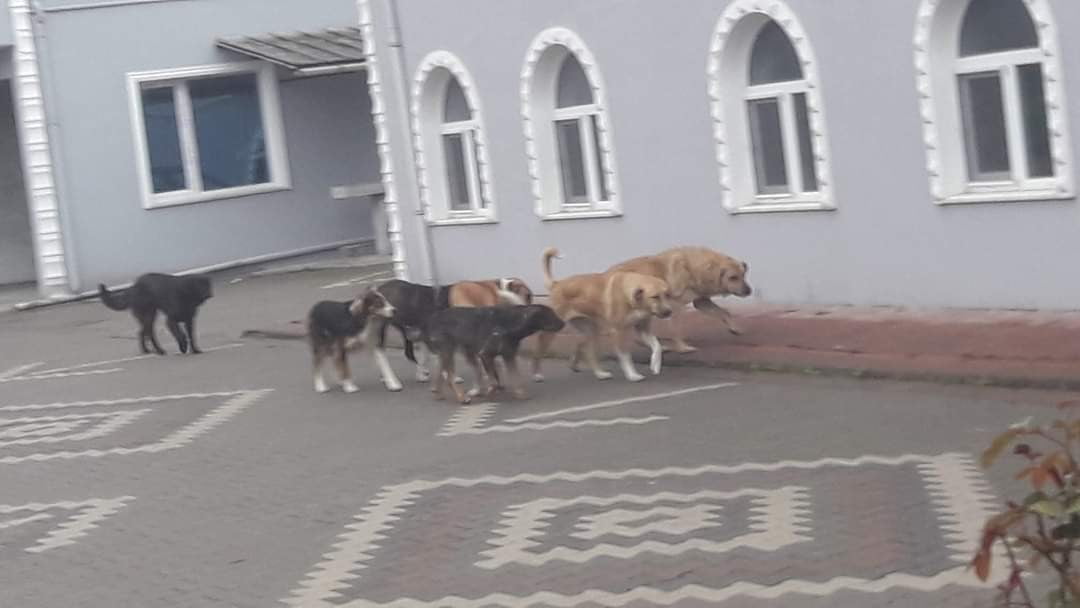 ZONGULDAK ’DA SOKAK KÖPEKLERİ TEHLİKE SAÇIYOR