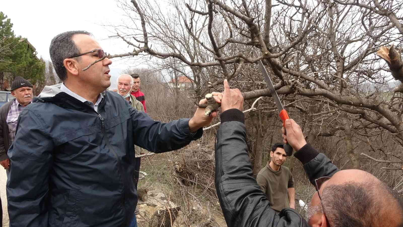 KARABÜK’TE BUDANMAYA BAŞLANILAN BAKIMSIZ SAKIZ AĞAÇLARI HAZİRAN AYINDA AŞILANMASIYLA BİRLİKTE
