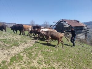 KASTAMONU’NUN PINARBAŞI İLÇESİNDE JANDARMA EKİPLERİ, HAYVANLARI KAYBOLAN YETİŞTİRİCİNİN HAYVANLARININ 8