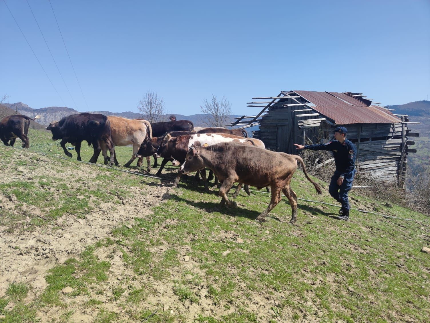 KASTAMONU’NUN PINARBAŞI İLÇESİNDE JANDARMA EKİPLERİ, HAYVANLARI KAYBOLAN YETİŞTİRİCİNİN HAYVANLARININ 8