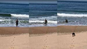 BARTIN’DA KIYIYA VURAN VE HAREKETSİZ KALAN YUNUS BİR VATANDAŞ TARAFINDAN