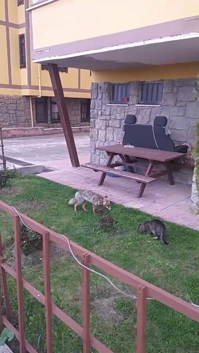 KARABÜK’ÜN SAFRANBOLU İLÇESİNDE YERLEŞİM YERİNİ MESKEN TUTAN TİLKİ YİYECEĞİNİ KEDİ