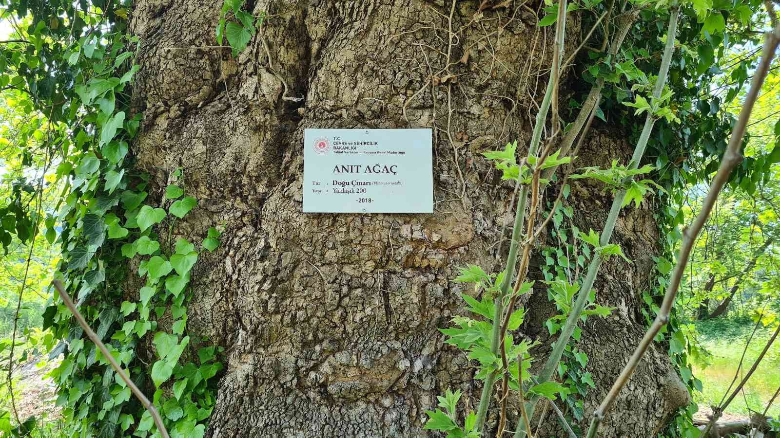 ZONGULDAK’IN ALAPLI İLÇESİNDE BULUNAN 300 YILLIK ÇINAR AĞACI, 'ANIT AĞAÇ'