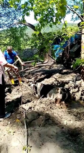 BARTIN’DA DERE KENARINDA BATAKLIĞA SAPLANAN İNEK AFAD EKİPLERİNİN ÇALIŞMASI SONRASI