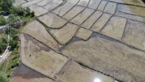 KARABÜK’TE YAKLAŞIK 500 DEKAR ALANDA ÜRETİMİ YAPILAN ÇELTİK EKİMİNİN İMECE