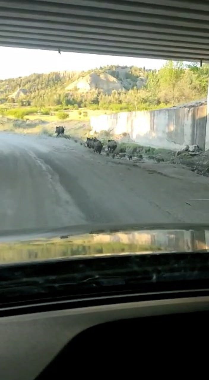 KASTAMONU’NUN TOSYA İLÇESİNDE D100 KARAYOLUNA İNEN DOMUZ SÜRÜSÜ VATANDAŞLAR TARAFINDAN