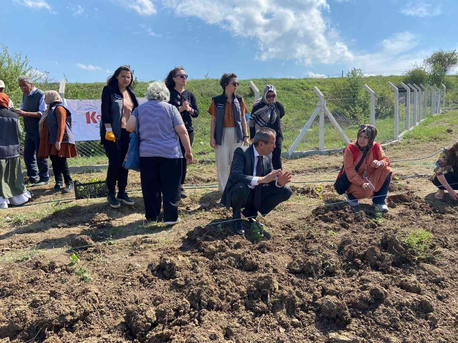 KARABÜK’TE TIBBİ VE AROMATİK BİTKİLERİN YAYGINLAŞTIRILMASI PROJESİ BÜNYESİNDE ÜRETİCİLERE DAĞITIMI