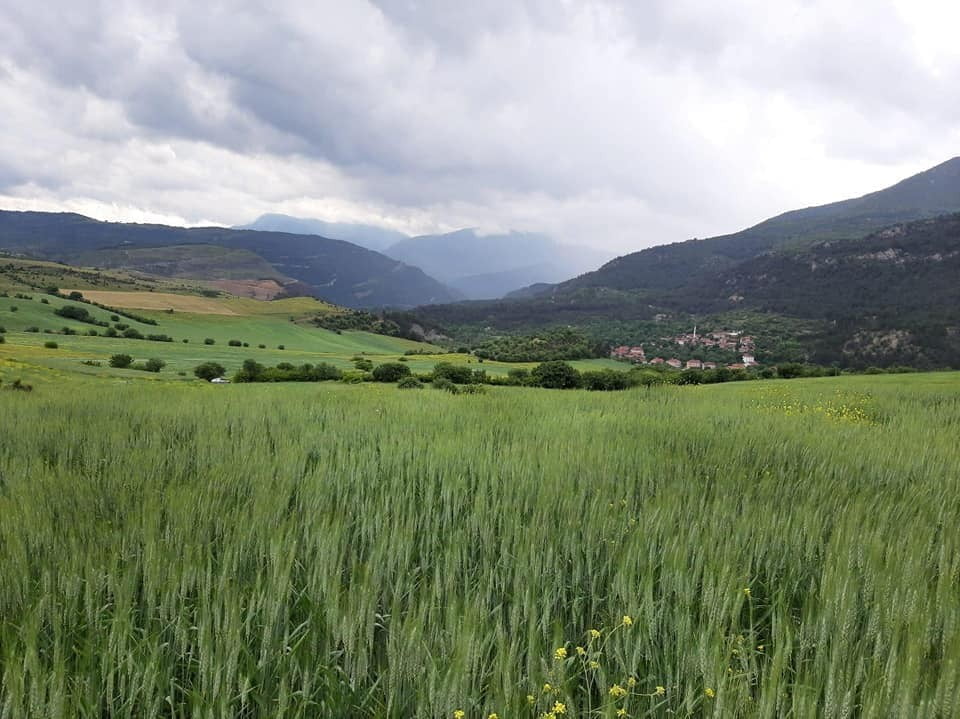 KARABÜK’TE HUBUBATIN ANA ZARARLILARINDAN OLAN SÜNE MÜCADELESİNİN TEMELİNİ OLUŞTURAN SÜRVEY
