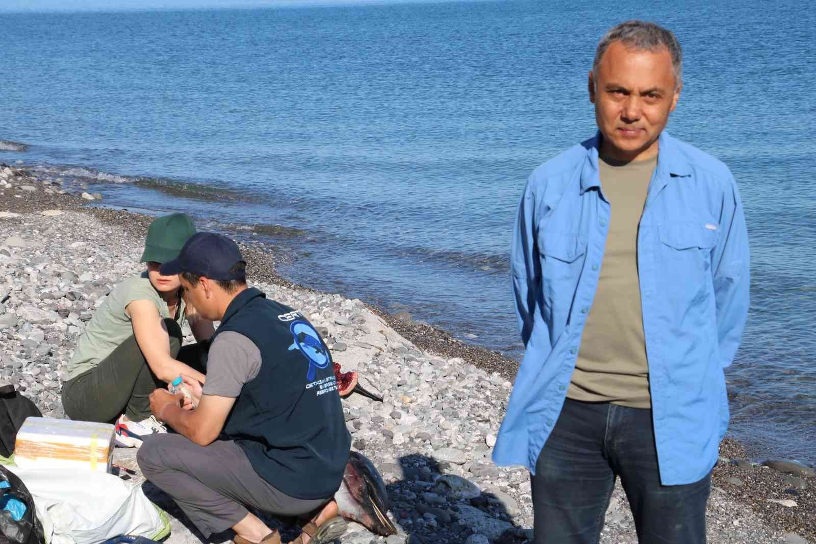 KARADENİZ'DE BU YIL FAZLA GÖRÜLMEYE BAŞLAYAN YUNUS ÖLÜMLERİNİN ARAŞTIRILMASI İÇİN