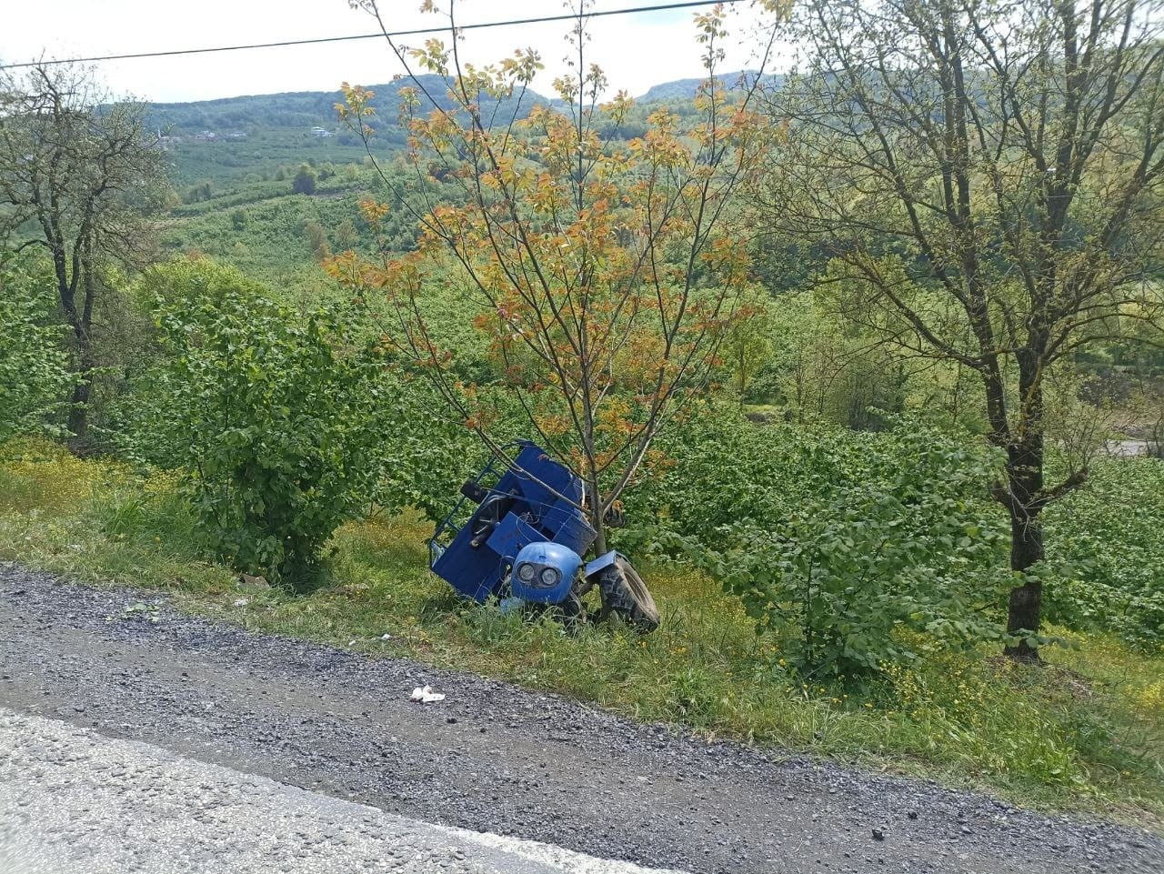 ZONGULDAK’IN ALAPLI İLÇESİ YIĞILCA YOLU ÜZERİNDE PATPAT TABİR EDİLEN TARIM